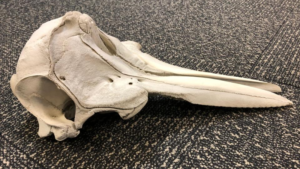 US: Dolphin Skull Found in Passenger’s Luggage at Detroit Airport