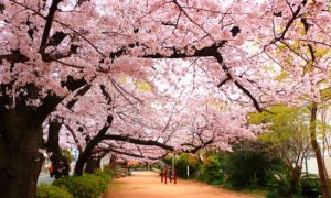 Cherry, Blossoms
