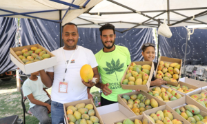 Promoting Tourism with Mangoes