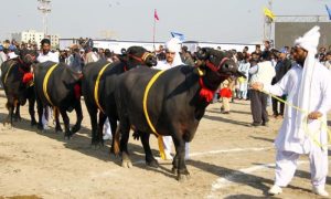 Two-Day, Annual, Agriculture, Livestock, fisheries, Expo, October, Peshawar, province, Pakistan