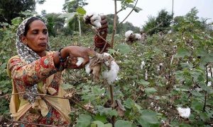 Punjab, Cotton Production, Agriculture Research Information Department,