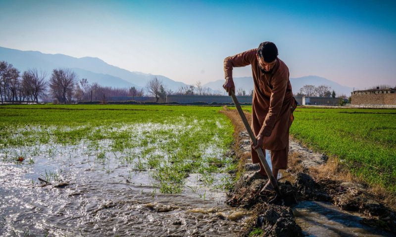Pakistan, Agri-Food System, Hidden Costs, GDP, Food and Agriculture Organization, FAO