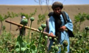 Opium, Taliban, Drug, Afghanistan, United Nations, UN, supply, billion, dollars, aid,