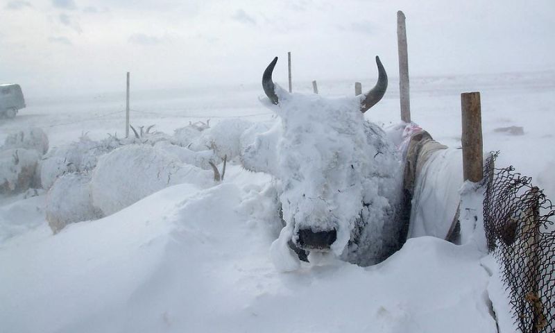 Mongolia, Killed, Snow, Storms