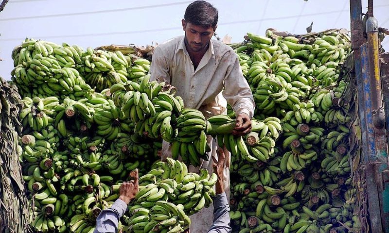 Sindh Agriculture University, SAU, Food and Agriculture Organization, FAO, Bananas, Pakistan, Global Environment Facility, GEF