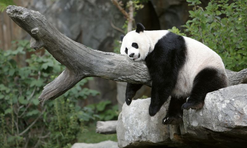 Panda, US, China, Xi, Biden, Atlanta, San Diego Zoo, Panda