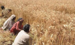 Wheat, Punjab, agriculture, students, University of Agriculture, Faisalabad government, rupees, support