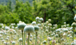 Myanmar Surpasses Afghanistan as World's Biggest Opium Producer: UN