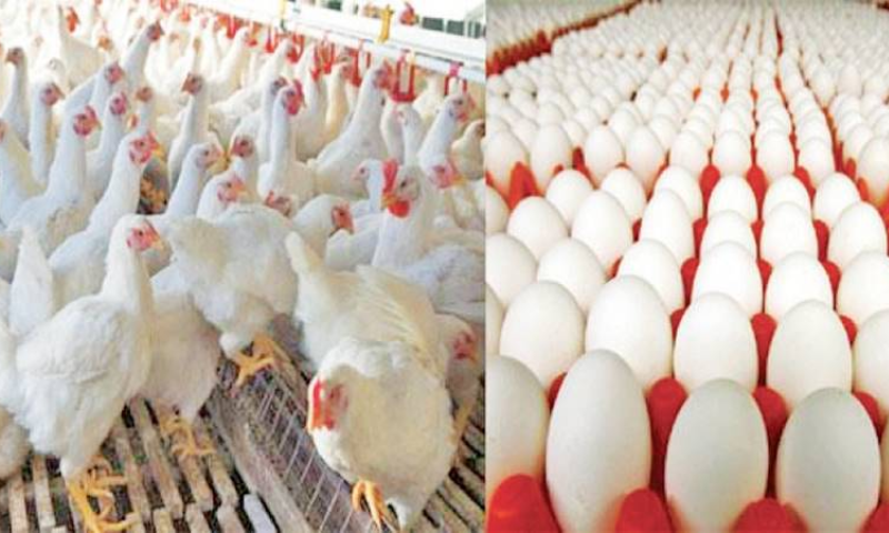 Chicken Meat and Egg Prices Hit Record Highs in Pakistan