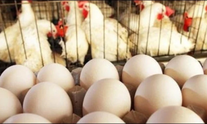 Chicken and Eggs Prices Reach Rs 432 Per Kg, Rs 420 Per Dozen