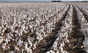 Cotton, Meeting, supply, cotton, Pakistan, government, development, economic, growth, industrial, Food, Security, research, meeting