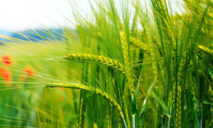 Wheat Cultivation Exceeds Targets in Pakistan