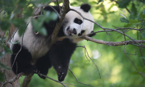 China to Send Additional Pandas to San Diego Zoo in US