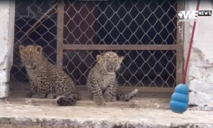 Meet Leopard Cubs Sultan and Nilu
