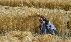 Punjab Agriculture Department Issues Instructions to Tackle Wheat Rust