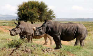 South Africa Sees Rise in Rhino Poaching Despite Government Efforts