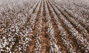 Record Increase in Cotton Arrivals Boosts Ginning Industry