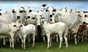 High-Breed Cattle, Imported, Brazil, Green, Pakistan, Initiative