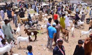 ATMs, Temporary Branches of Banks to be set up at Karachi Cattle Market