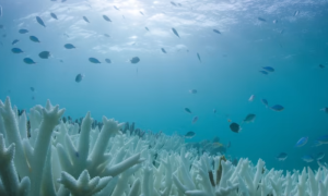 Great Barrier Reef Faces Unprecedented Bleaching, Threatening Marine Biodiversity