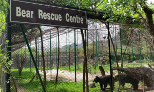 Islamabad's Wildlife Center Turns into Lifeline for Rescued Animals