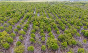 Mangrove Planting in Pakistan Yields Return