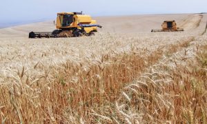 Pakistan Estimates 29.69m Tons Domestic Wheat Production in Current Season