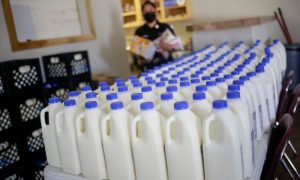 Pasteurized Milk Sold at US Stores 'Safe' from Bird Flu: US Officials