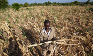 Zimbabwe Declares El Nino Drought a National Disaster, Appeals $2 Billion Aid