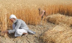Pakistan’s cabinet, Prime Minister Shehbaz Sharif, wheat procurement targets, Attaullah Tarar, Food Security,