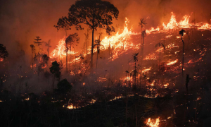 Brazil Logged Record Forest Fires from January to April