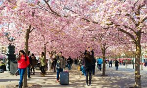 Cherry blossoms bloom in central Stockholm