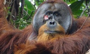 Self care Orangutan seen treating wound with medicinal plants
