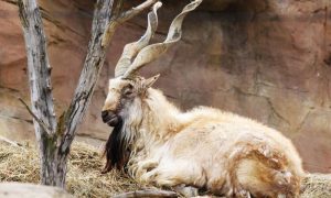UN Declares May 24 as Int'l Day of Markhor