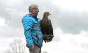 Almost forgotten in France, Europe's largest eagle fights for its survival