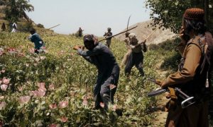 Afghan Taliban, opium poppy cultivation, Zabihullah Mujahid, Taliban, Badakhshan, Alcis,